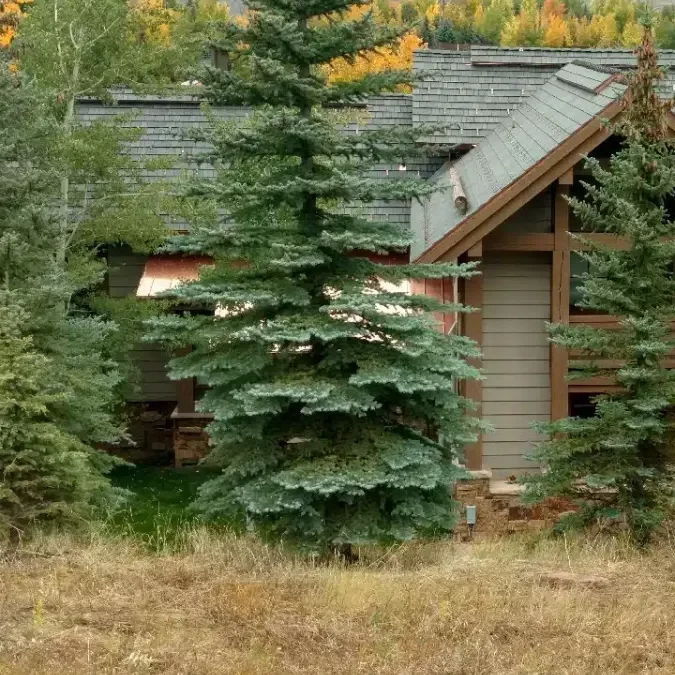 Replacing a Failing Cedar Shake Roof: Is Composite the Answer? 